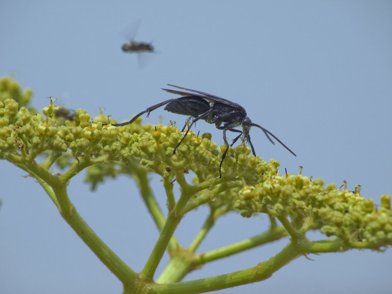 Wasp, Grootberg